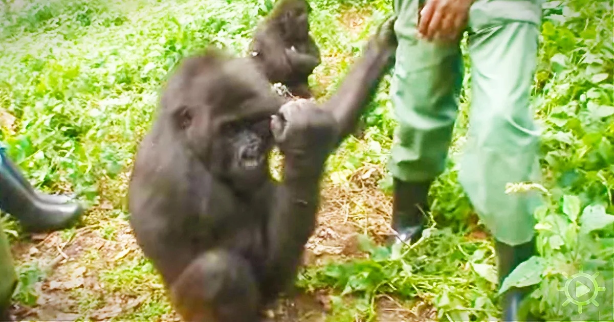 Rescued Mountain Gorillas Who Lost Their Mom Comforted by Park Ranger