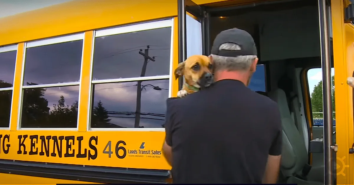 The Best Way to Get to Doggy Day Care? a School Bus, of Course!