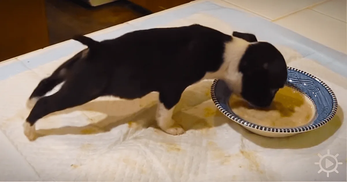 A Boston Terrier Puppy Is Eating His Dinner, Then the Most Amazing Thing Happens