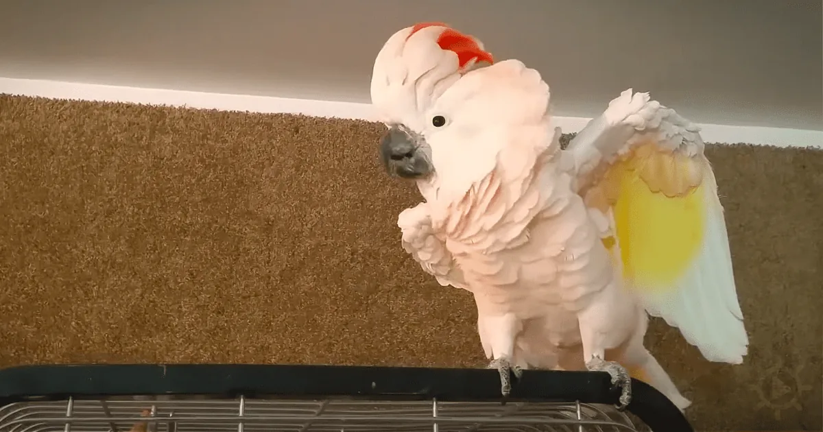 Watch an Angry Cockatoo Who Is Told to Go to Her Cage Throw an Incredible Tantrum!