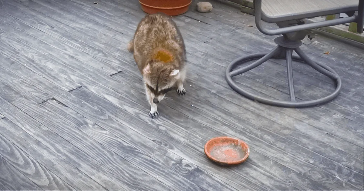 A Woman Gives Food to a Blind Raccoon. Then, Hits ''Record'' When He Brings His 2 Bodyguards.