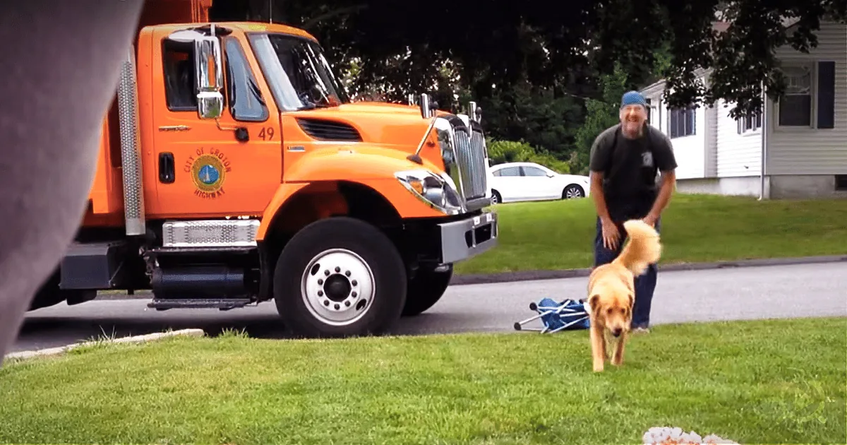 A golden retriever walks on grass near a man and an orange city highway truck.