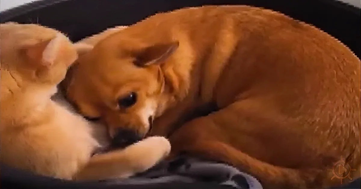 Look at How These Dogs React to Finding Cats Sleeping in Their Beds. Hilarious!