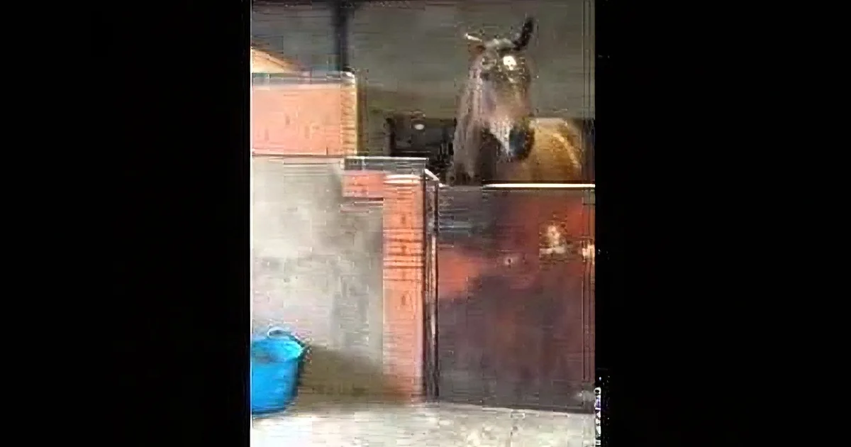 A horse stands in a stable, looking directly at the camera with a blue bucket nearby.