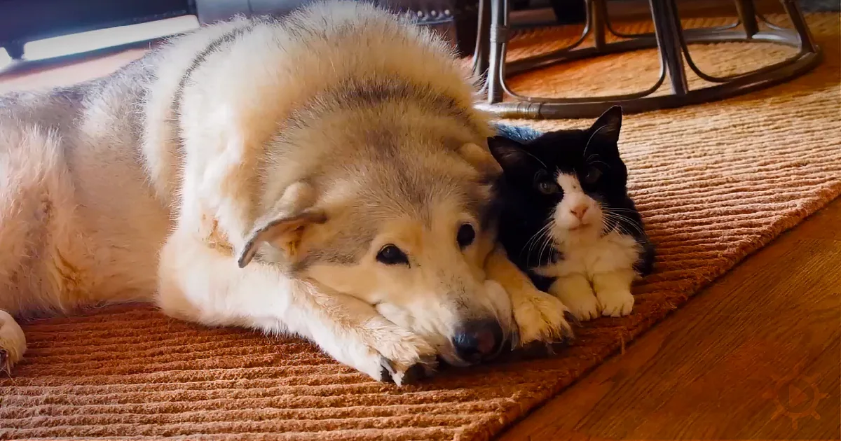 A Family Didn''t Expect Their 20-Year-Old Cat They Adopted From the Shelter Had This Much Love to Give!