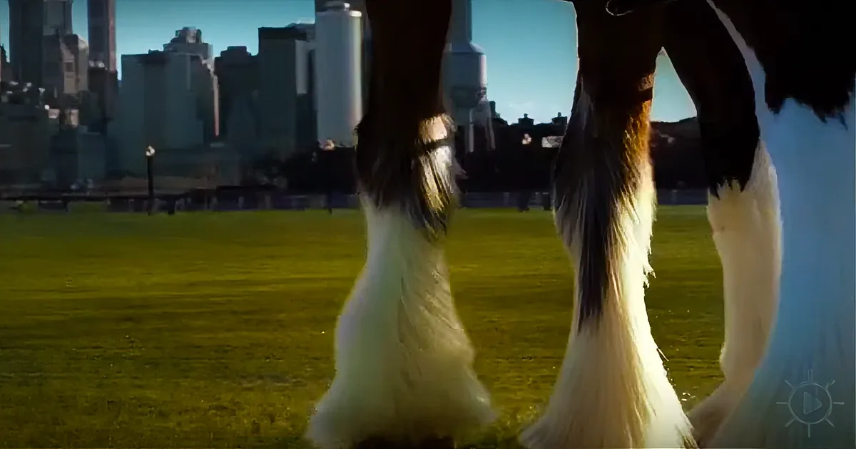 Horse's legs and hooves in focus, city skyline in the background, grassy field.
