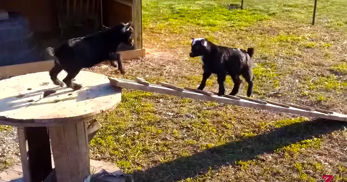 Two black goats walk on a wooden plank in a grassy yard near a barn.