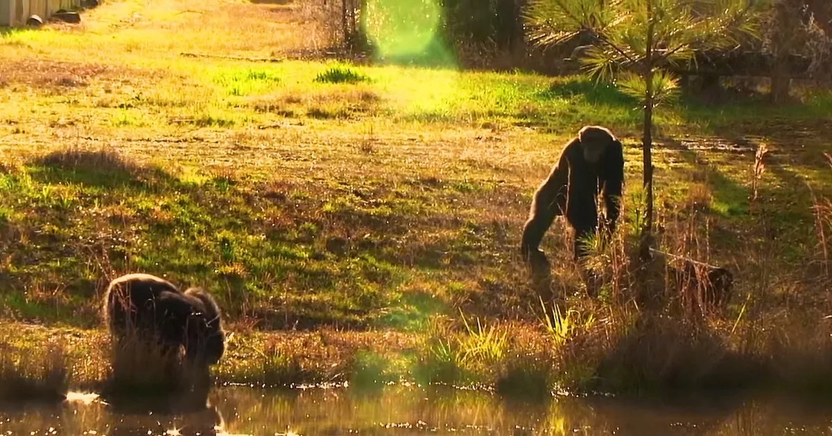 A chimpanzee stands near a tree in a grassy field, with another chimpanzee in the foreground.