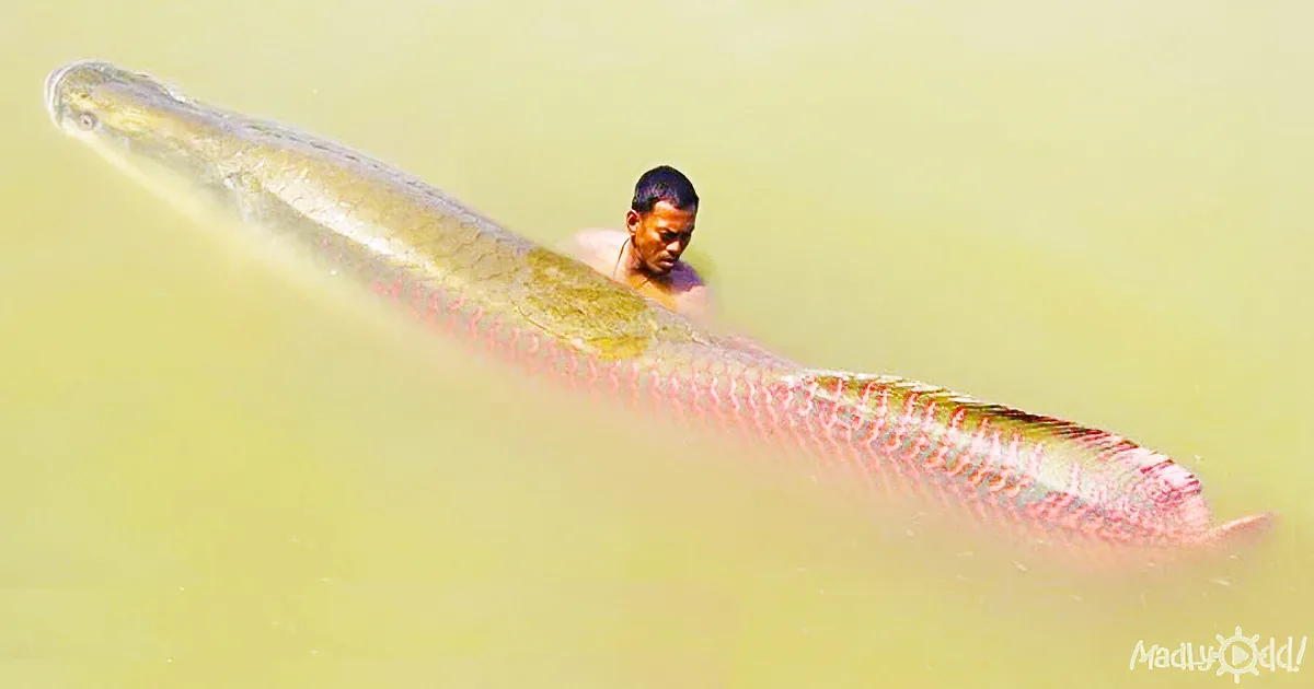A massive fish swims in murky water, partially obscuring a man standing behind it.