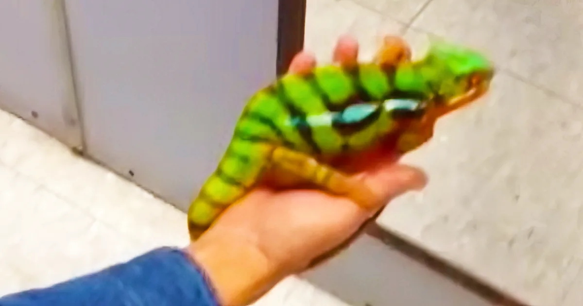 Man Puts a Chameleon in Front of a Mirror - You Won''t Believe What Happens Next!