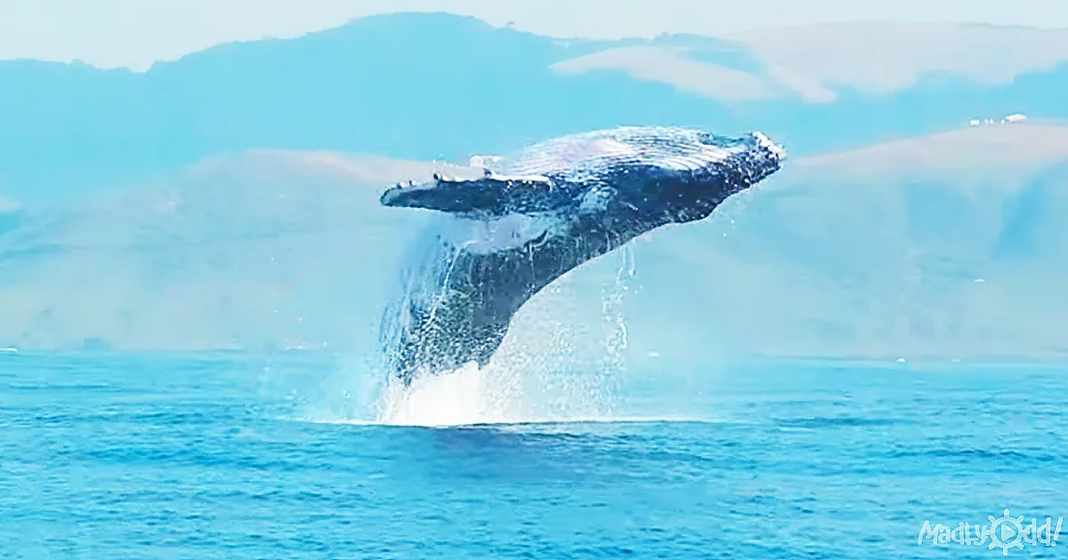 Humpback Whales Caught on Camera - See Why This Video Has Gone Viral!