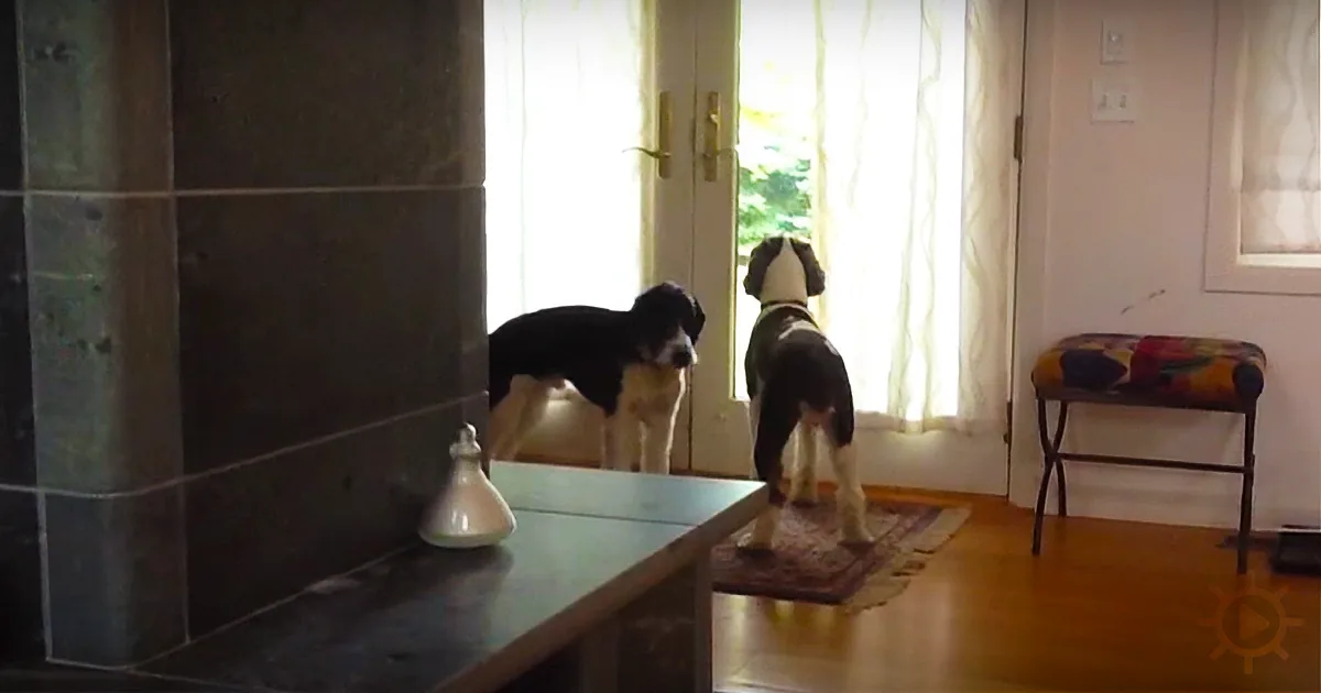 ''Video Evidence: Two Beagles Will Keep Each Other Company When I''m out, Right?''
