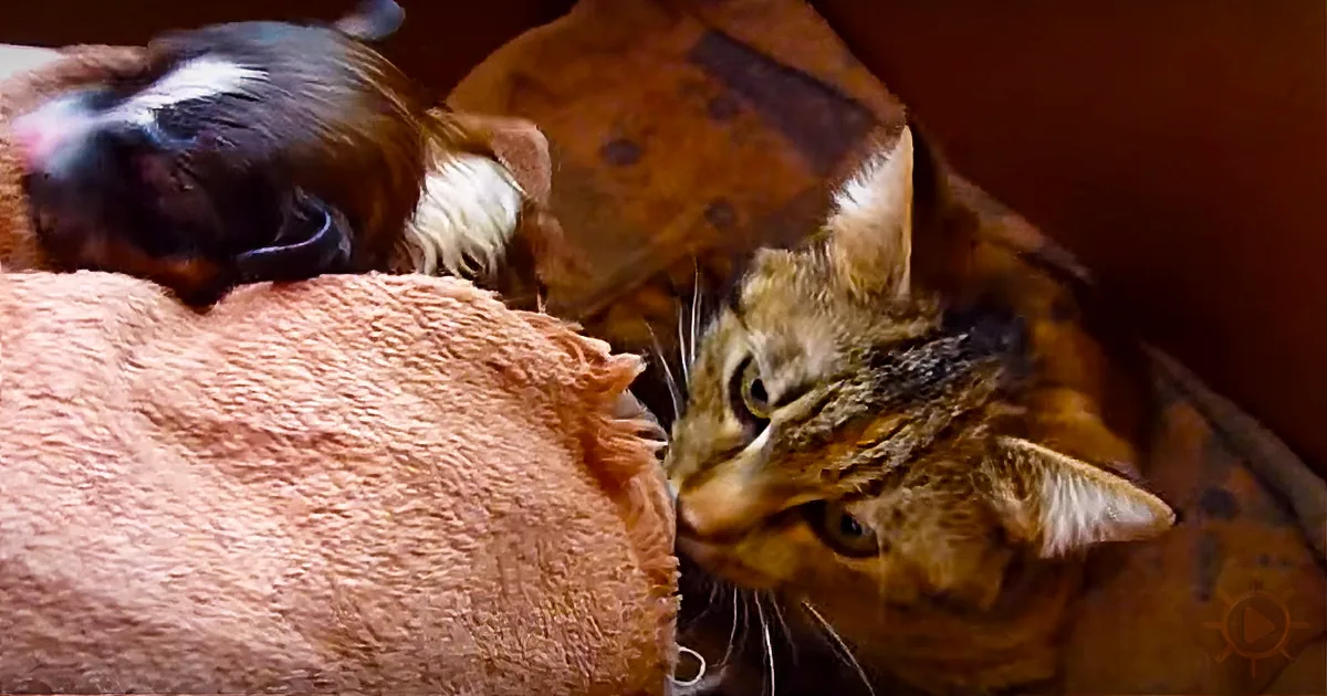 They Put a Newborn Puppy With a Bunch of Kittens. Mama Cat''s Reaction? Priceless!