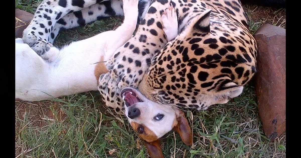 A dog and a leopard are lying on the grass, the dog appears to be playfully interacting with the leopard.