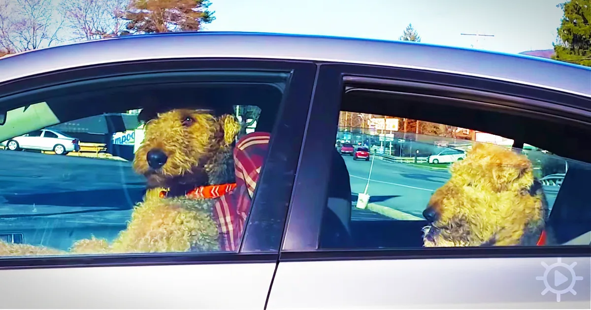 An Impatient Dog That Gets Tired of Sitting in the Car Takes Matters Into His Own Hands!