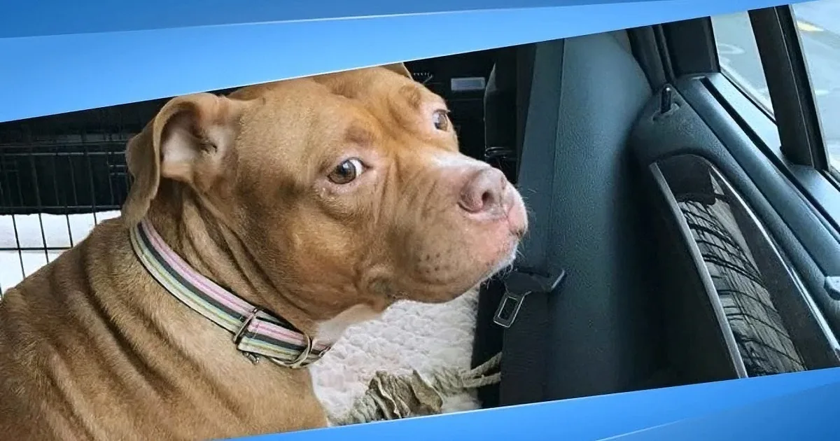 A brown dog with a striped collar sits in a car, looking out the window.