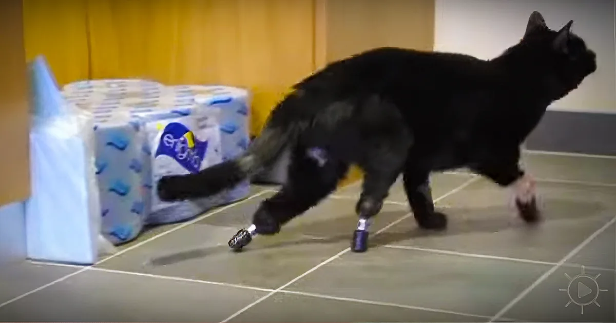 A black cat with a prosthetic leg walks past toilet paper rolls on a tiled floor.