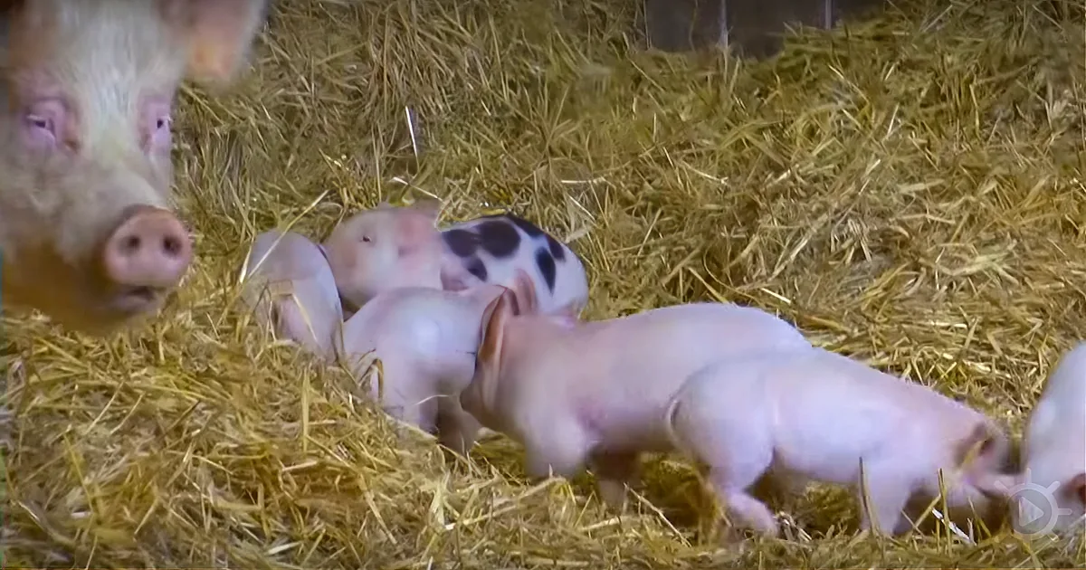 A Mother Pig and Her Piglets Get Rescued. They Go Outside for the Very 1st Time!