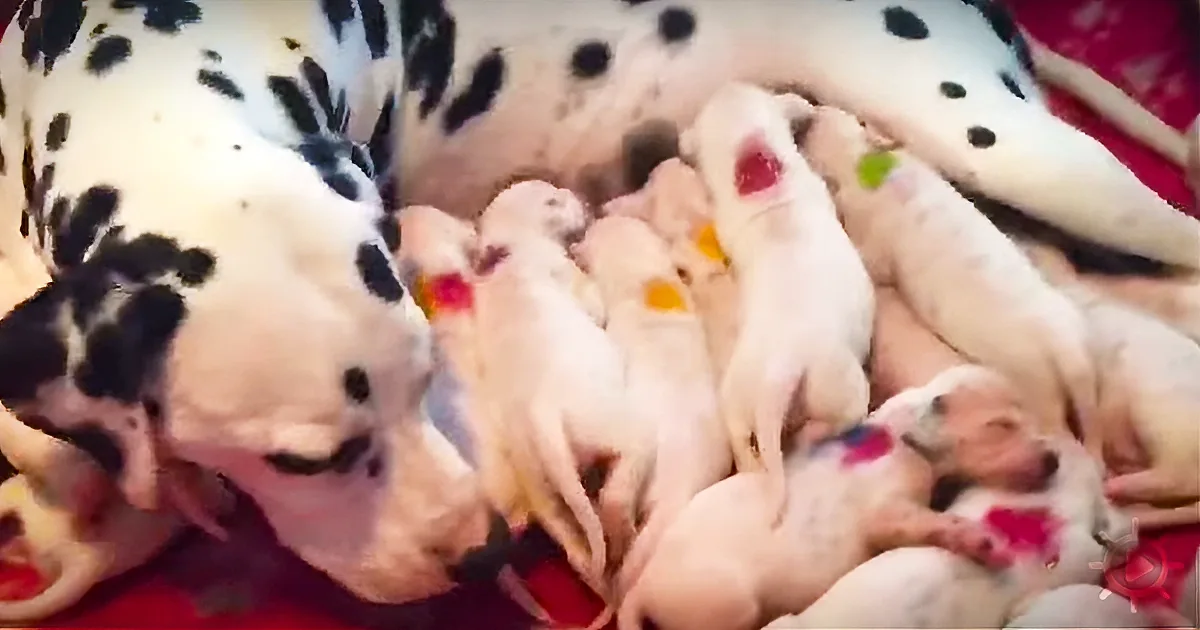 A Pregnant Dalmatian With a Giant Belly Is Delivering Her Pups When the Vet Realizes a Mistake!