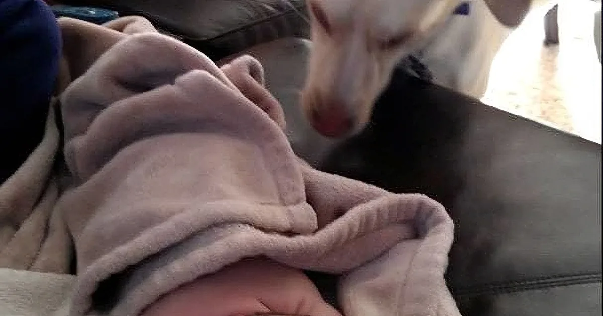 A dog sniffs a person wrapped in a pink blanket, with a dark background and a small inset image.