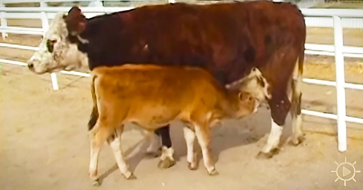 A Cow Won''t Stop Crying for Her Missing Baby Until She Looks Through the Fence and Loses It!