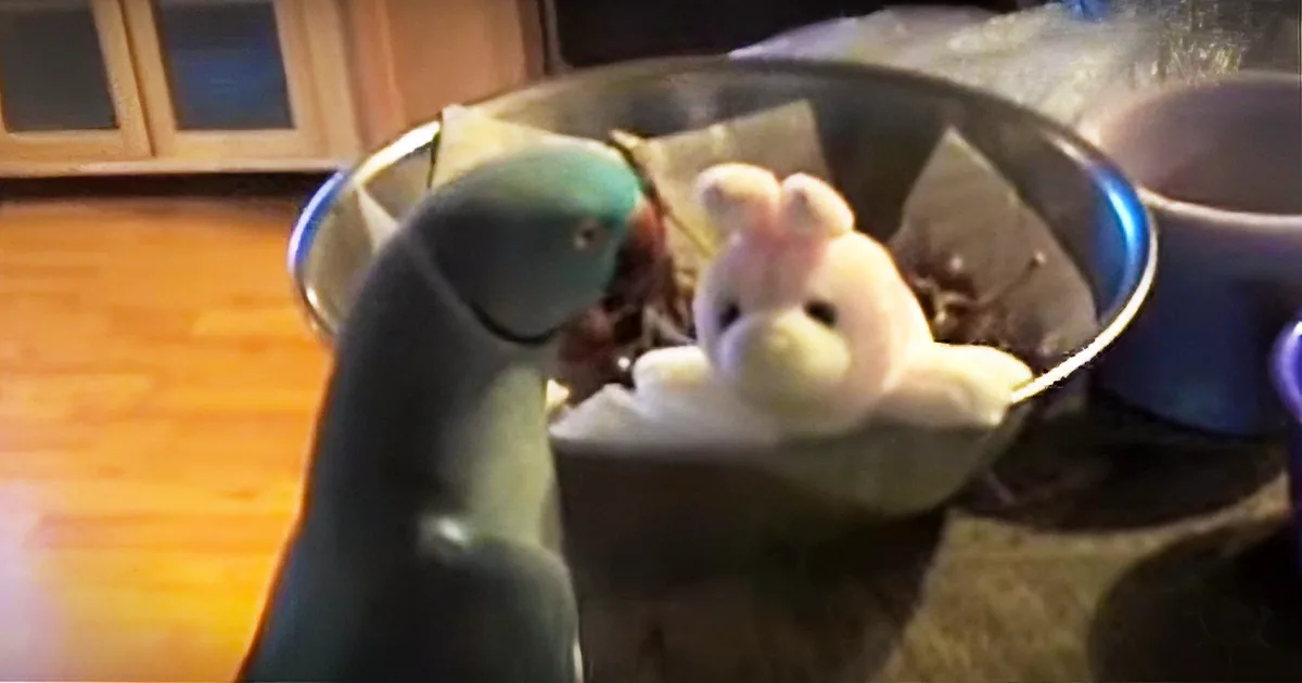 A Parrot Gets a Stuffed Bunny for His Birthday and Has the Best Reaction to It!