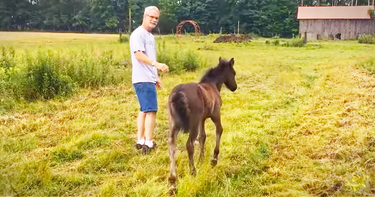 A Baby Horse Gets Upset When He Stops Petting Her. Check out Her Revenge!