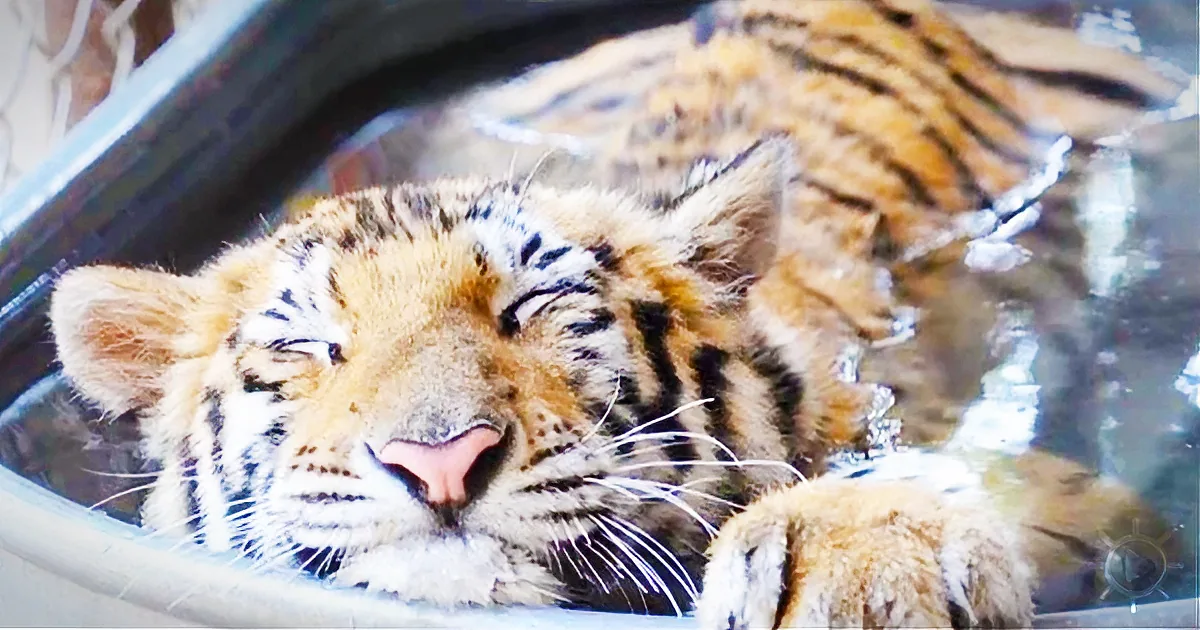 A tiger cub is lying down, mouth slightly open, with its striped fur and white whiskers clearly visible.