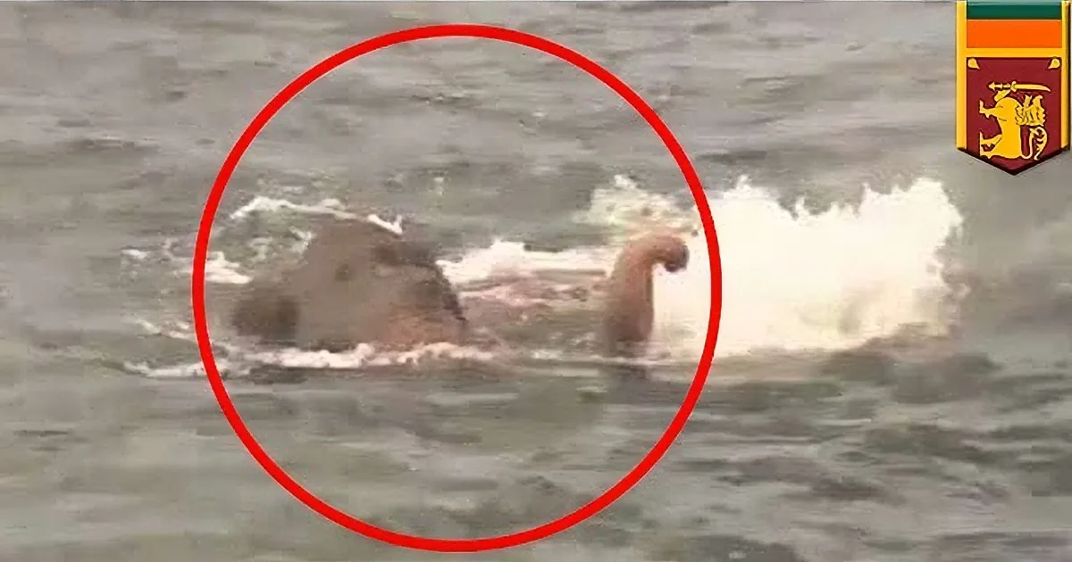 Sri-Lankan Navy Spots Object in the Water - What It Turns out to Be Will Amaze You!
