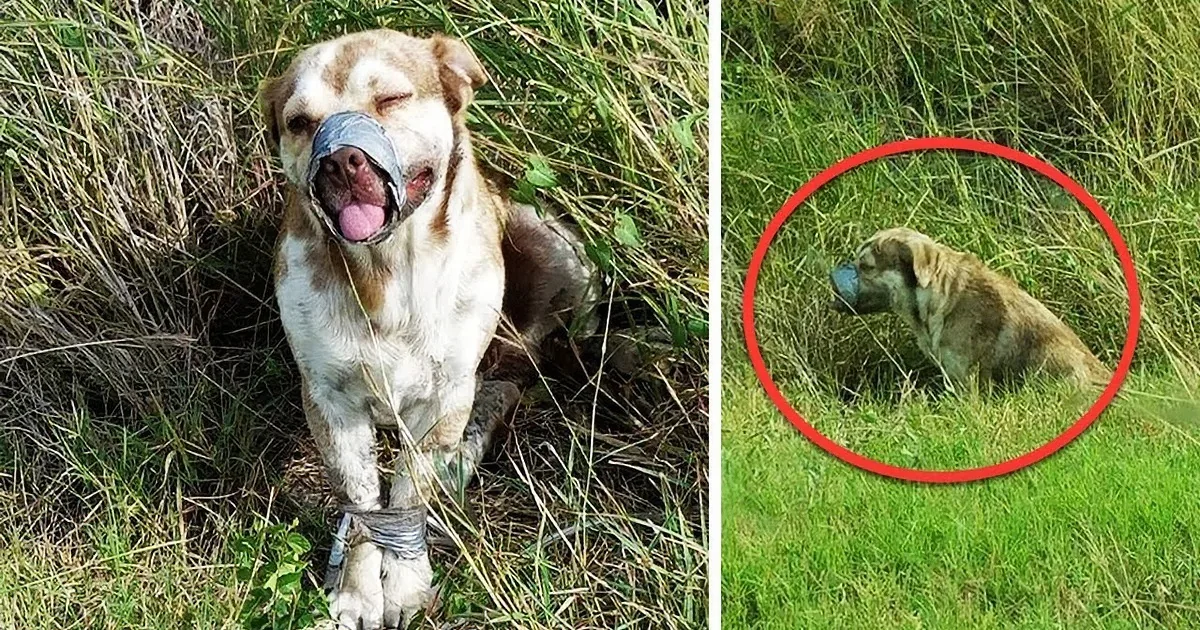 A dog with a muzzle and leg restraints lies in grass, appearing injured.
