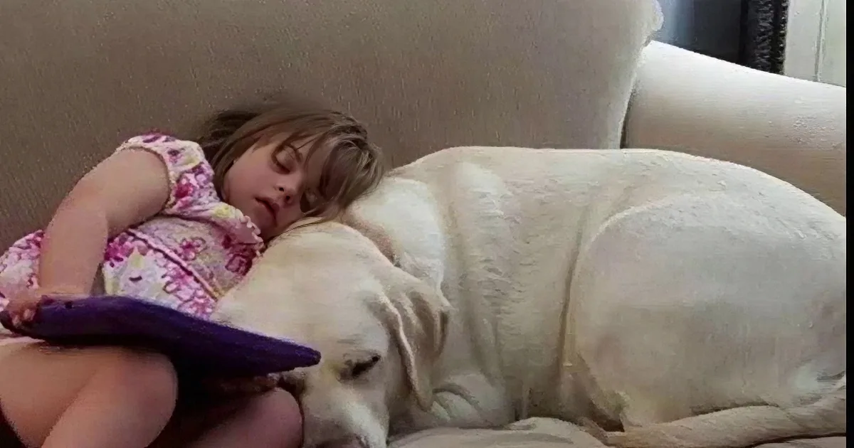 A young girl sleeps peacefully on a couch with a large white dog, both holding purple objects.