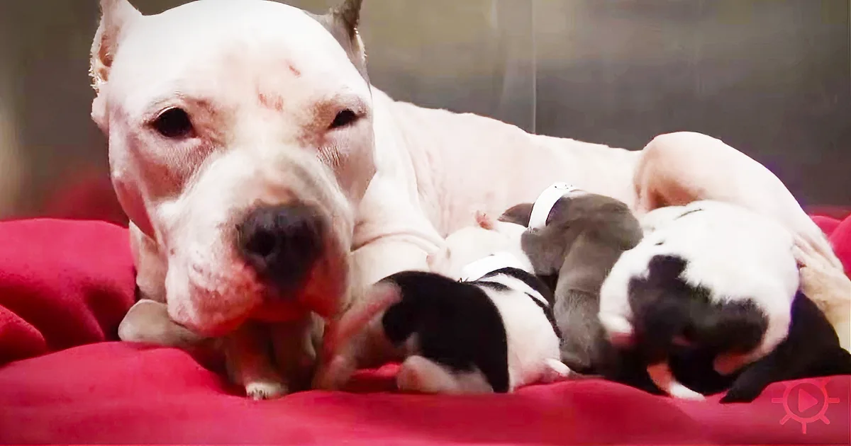 A Homeless Pit Bull and Her Puppies Get Rescued - but Mama Is Trying to Tell Them Something!