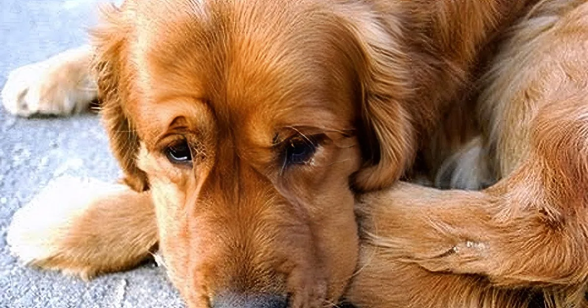 A golden retriever puppy with a sad expression, lying on a concrete surface.