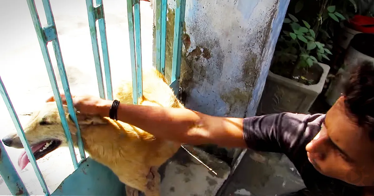 Watch This Desperate Dog Cry for Help as He Is Trapped in a Gate!