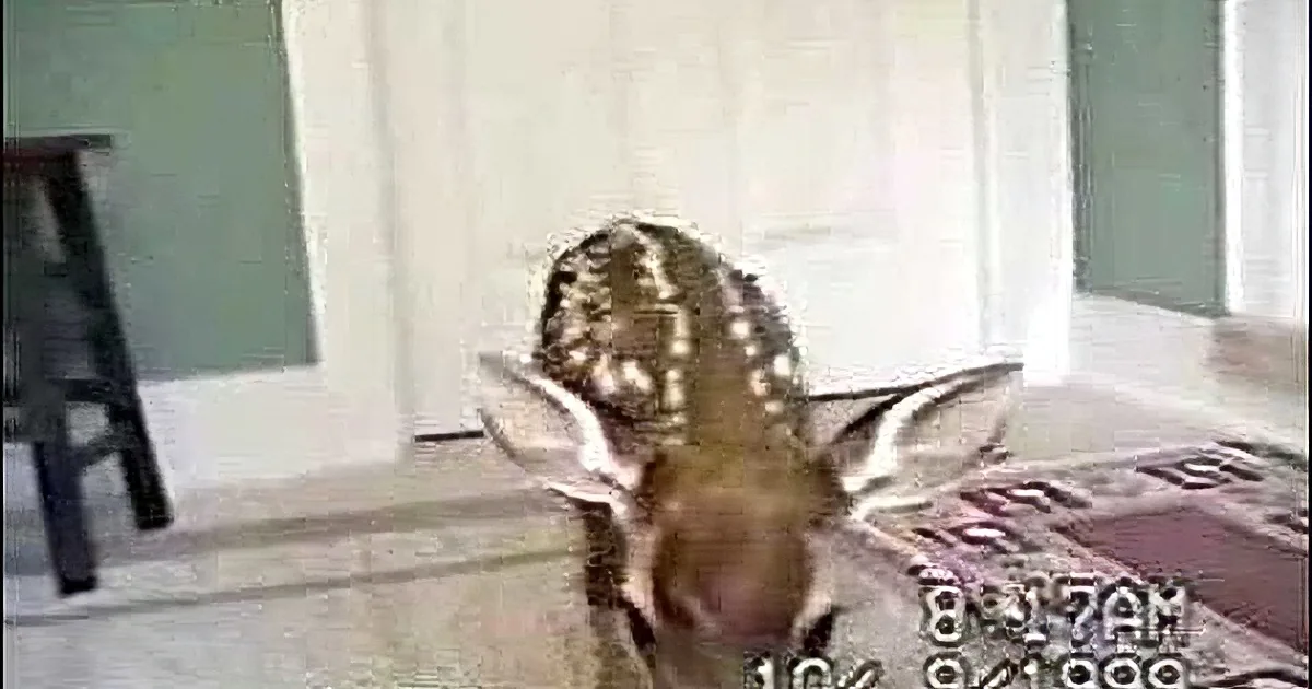 Their Cat Comes Home and Brings a Special Friend - This Will Melt Your Heart!