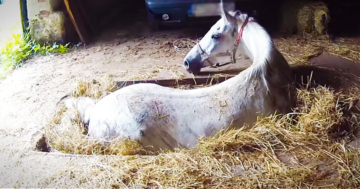 He Was Afraid the Trapped, Exhausted Horse Might Not Make It: Then a Miracle