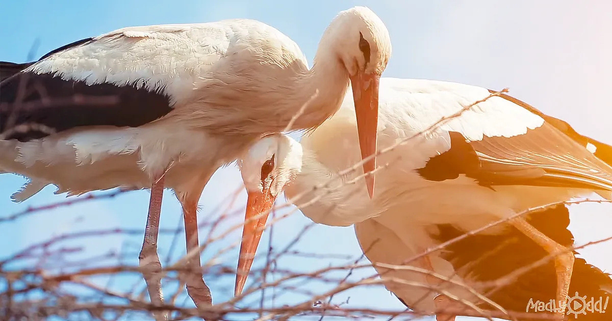 Injured Stork''s Husband Has a 16,000 Mile Commute