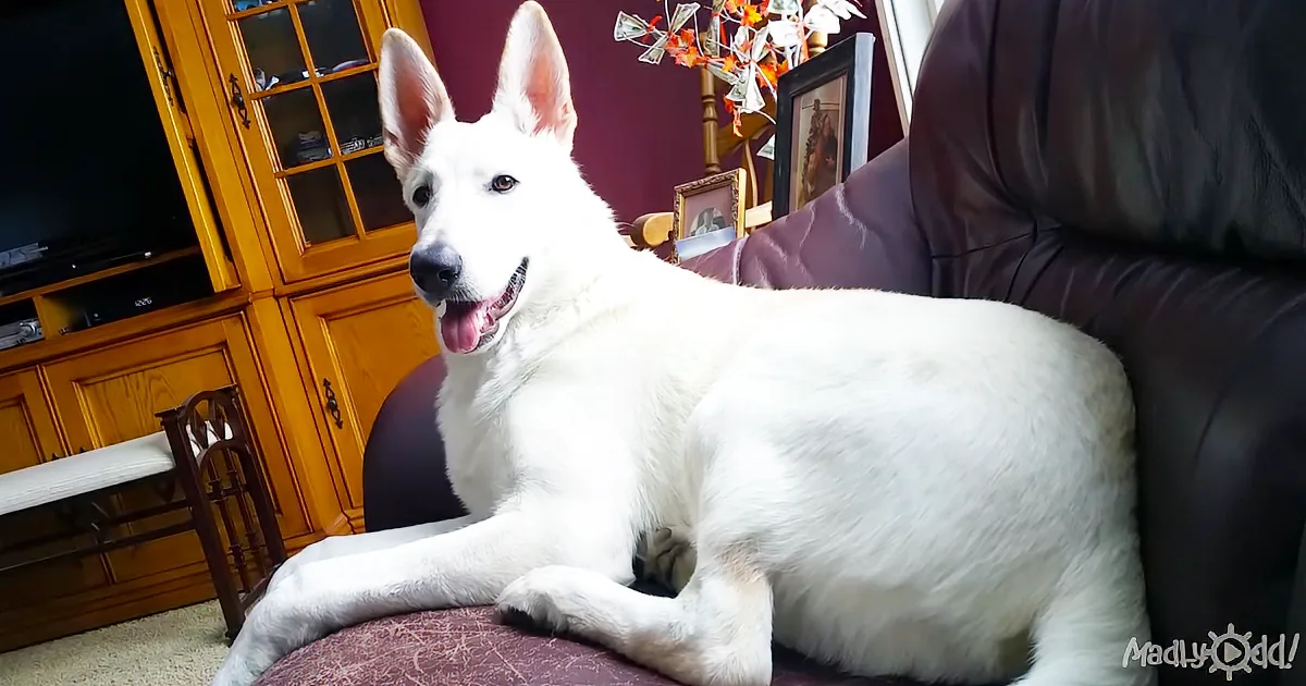 Dog Horrified by Own Fart. Your Laughter? You Won''t Be Able to Keep It In!