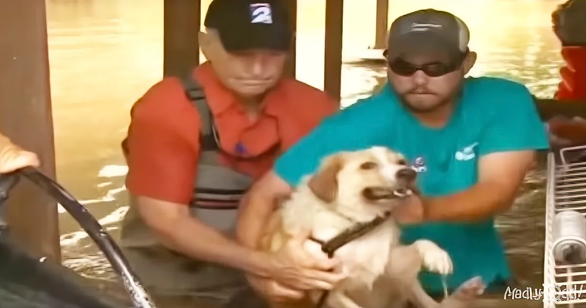 A dog is being held by two men in water, with one man wearing a red shirt and the other in blue.