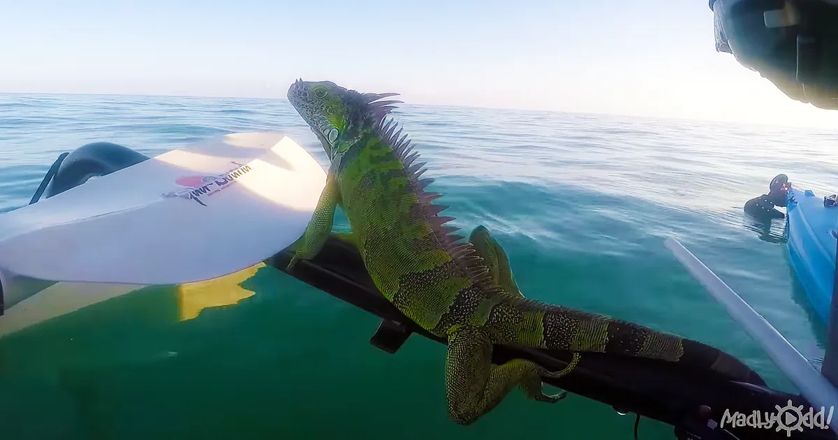 A green iguana perches on a boat's edge, overlooking calm turquoise waters under a clear sky.