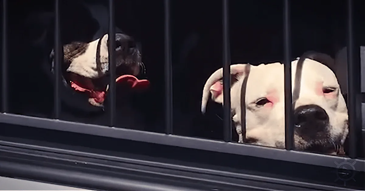 Two dogs, one black and white, the other white with black spots, are sticking their heads through the bars of a cage.