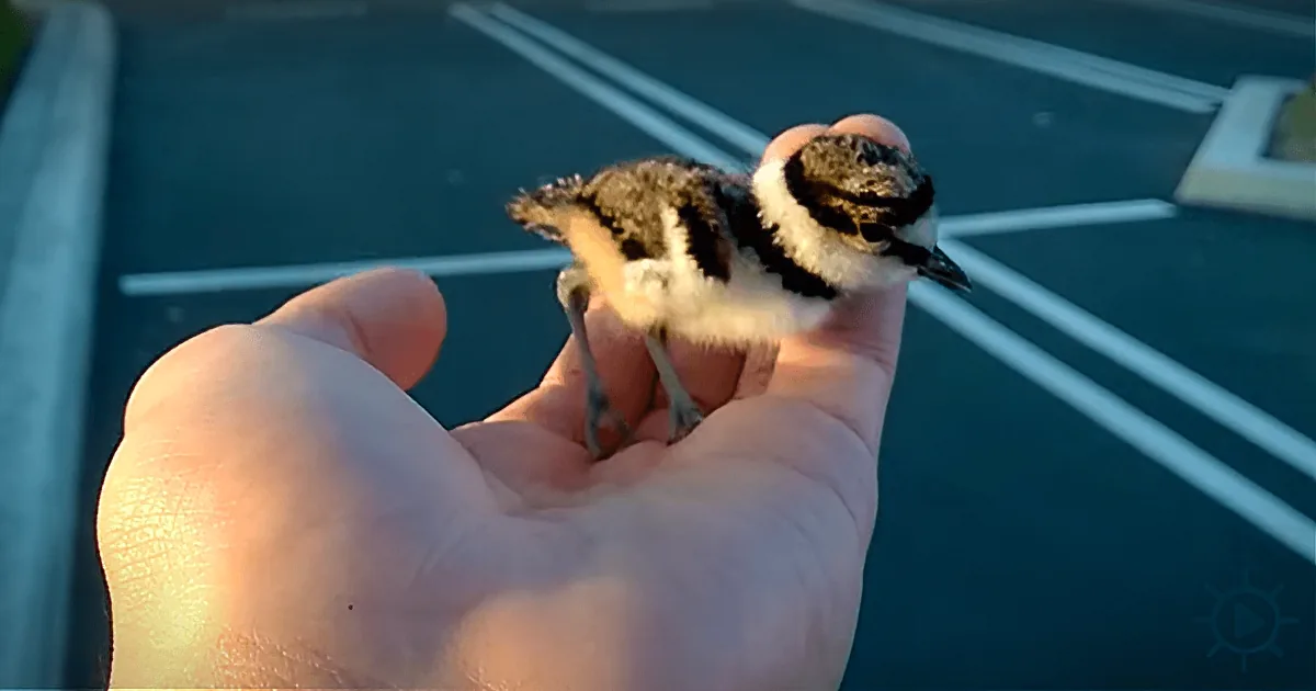 Man Rescues Trapped Chick, Reunites It With Worried Parents