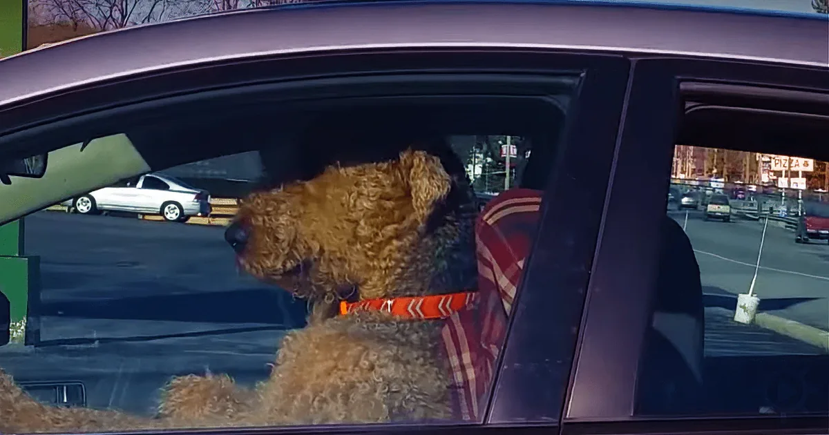 Impatient Pooch Tires of Waiting, Not so Subtly Lets Owner Know Who''s in-Charge