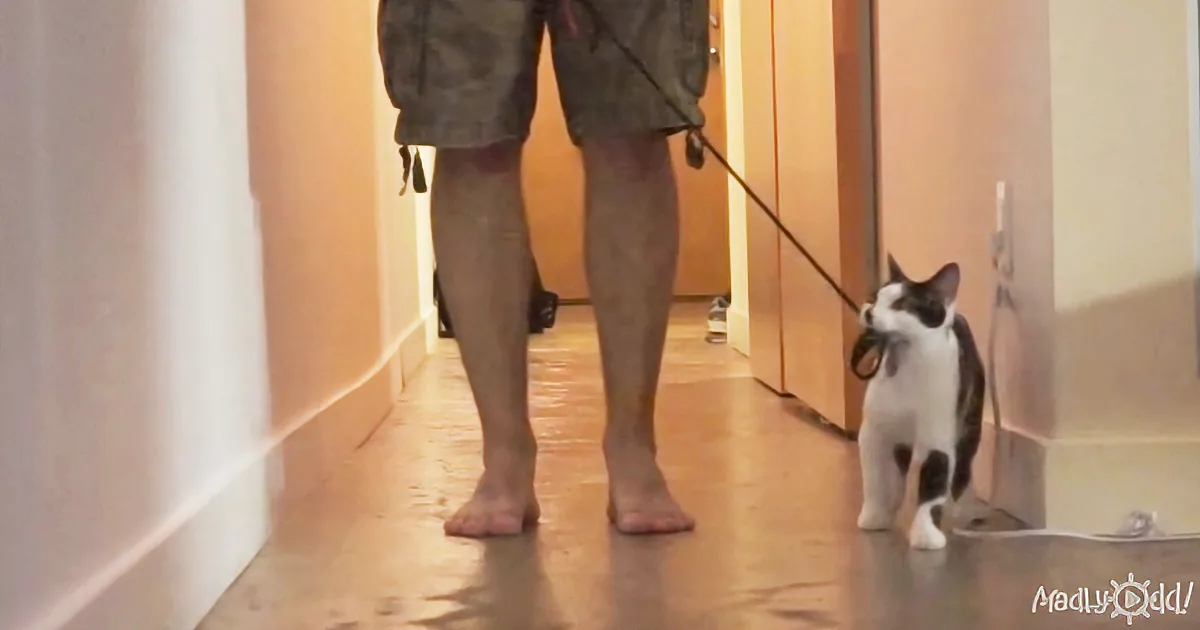 An Obedient Human Is a Happy Human: so Says a Cat Who Walks His Human Dad