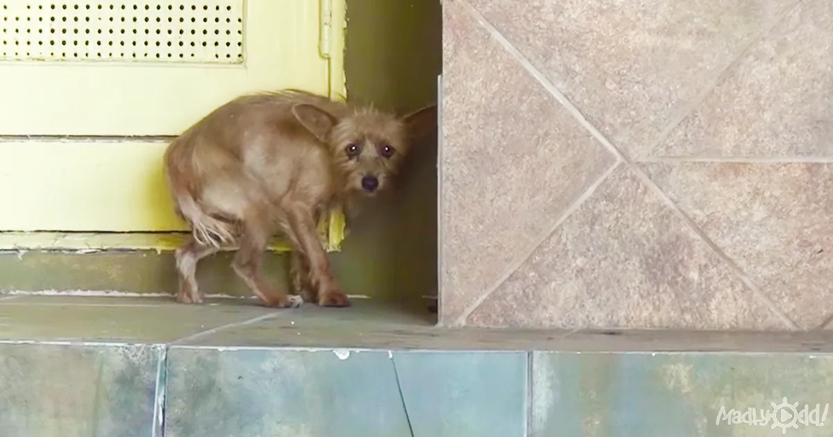 Frightened Dog Snaps at Her Rescuer, but He Still Worked His Magic