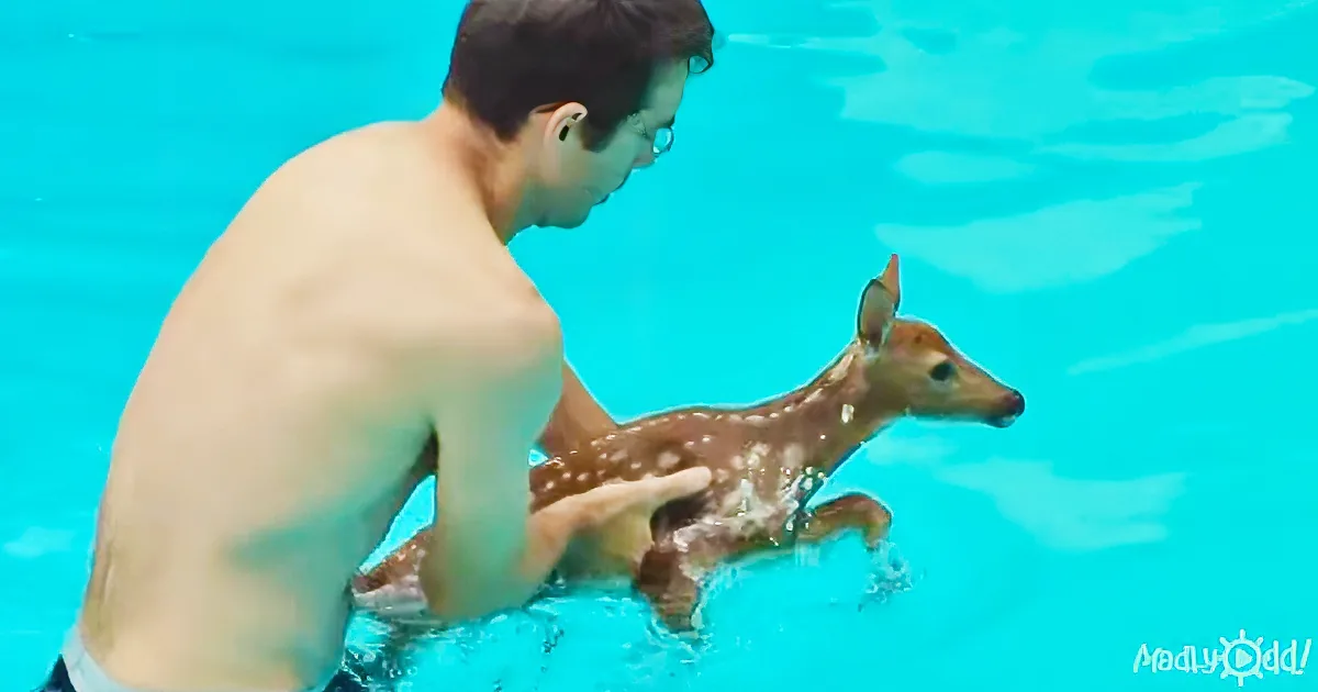 A man holds a fawn in a swimming pool, both appearing calm and comfortable.