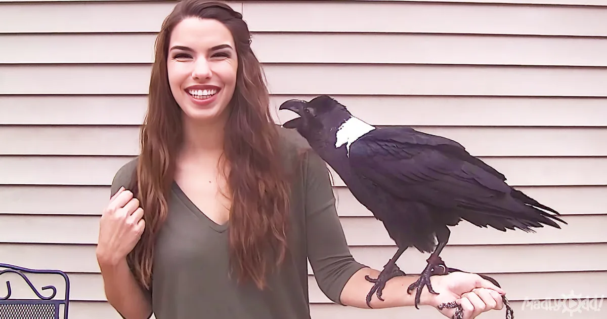 The Raven: Highly Intelligent, Playful, Talkative, and Very, Very Funny