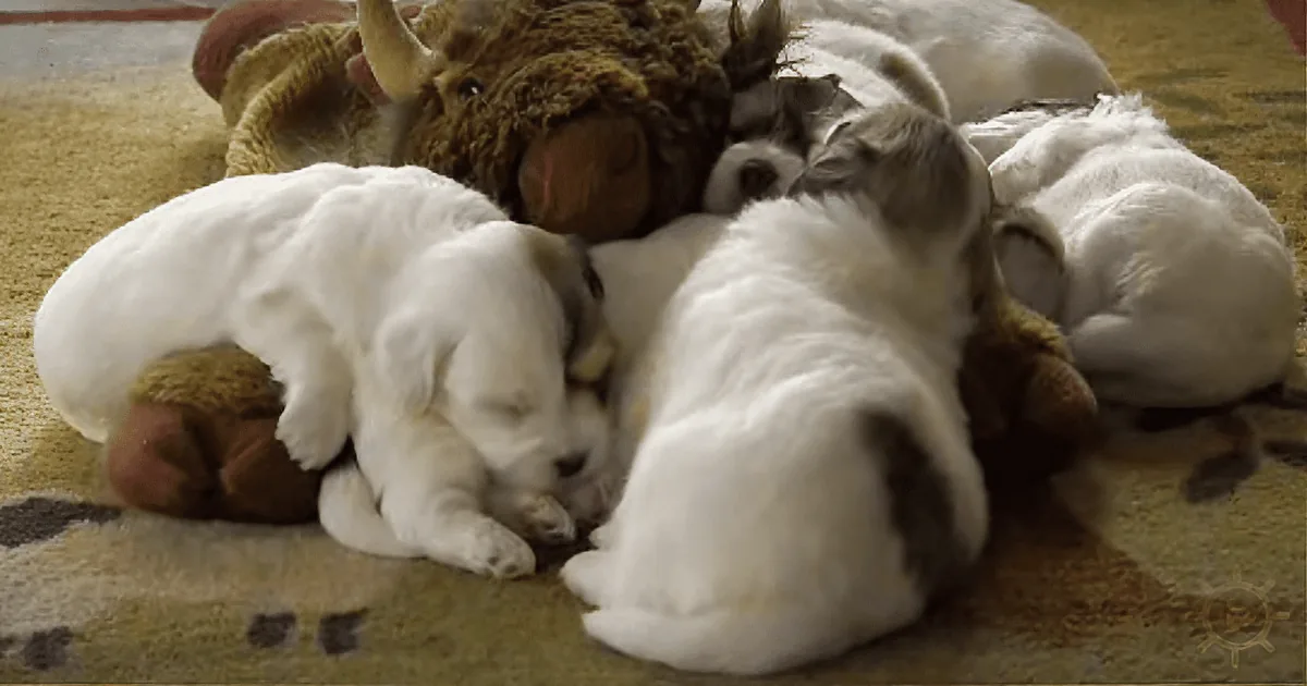 Cute Pygmy Goat Tries to Befriend Puppy, Puppy''s Reaction Surprises Everybody