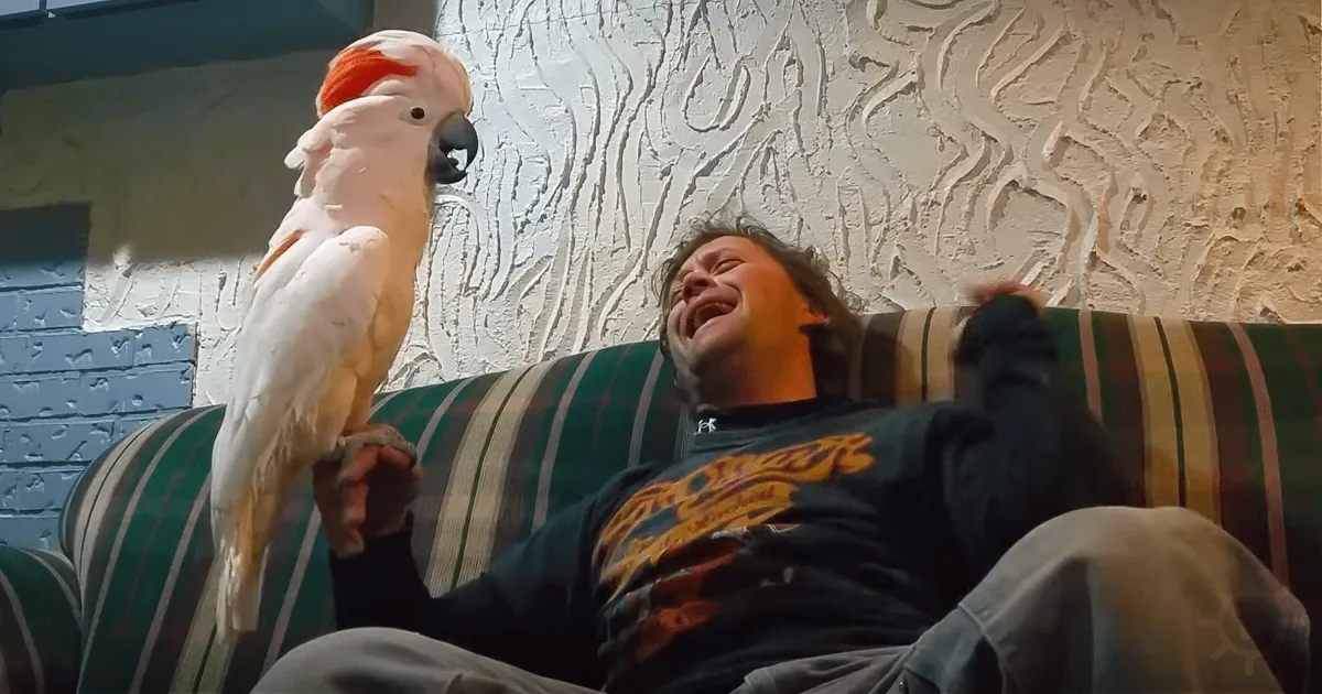 Dad Asks Cockatoo - Do You Love Me, Bird's Response Leaves Him Stunned