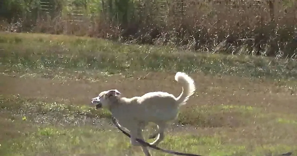 A dog runs through a grassy field, its tail high, with a blurred background of trees and bushes.